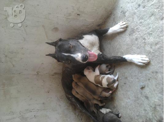 american pitbull terrie